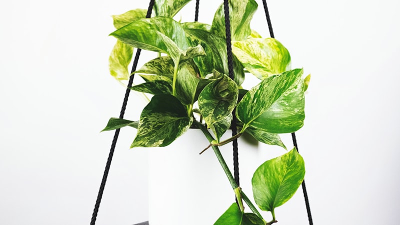 2026世界杯主直播频道高清直播画面预览